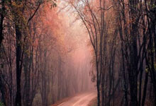 郑钦文4135分,排名上升到世界第8九派新闻.