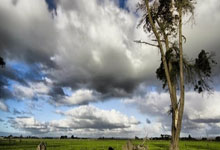 埃德森水平怎麼樣 和阿裏松相比誰強.